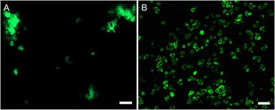 Encapsulated vaterite-calcite CaCO3 particles loaded with Mg2+ and Cu2+ ions with sustained release promoting osteogenesis and angiogenesis